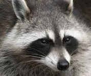 Racoons Racoons