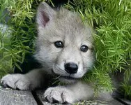 Wolf pup