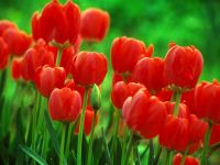 Tulip Tulip