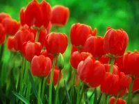 Tulip Tulip