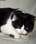 Sad cat 8 Sad cat 8