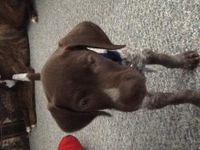 Colt