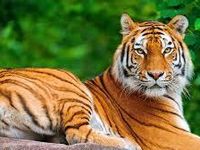 Tigers! Tigers!