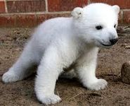 Polar Bear Polar Bear