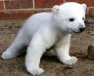 Polar Bear Polar Bear