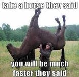 Horse Horse