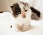 Cutie cat Cutie cat