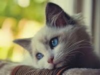 Cat Cat
