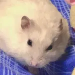 Teeth Teeth