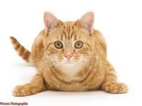 Cat Cat