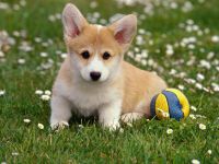 puppies puppies
