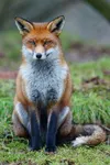 Red fox