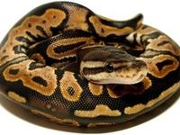 I love snakes! I love snakes!