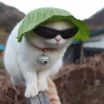 or just this or just this