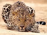 Leopards