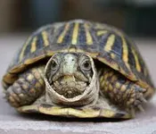 Turtles are turtles. There is no other explanation for it.