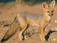 Cape Fox Cape Fox