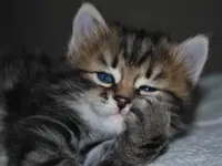 Siberian Cat Siberian Cat