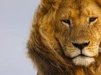 Lions! Lions!