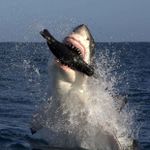 Yes I Love Shark Week Yes I Love Shark Week