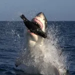 Yes I Love Shark Week Yes I Love Shark Week