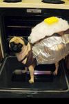 Pug Potato Pug Potato