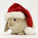 Santa bunny! Santa bunny!