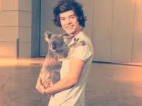harry styles