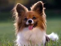 dogs dogs