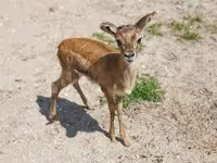 Gazelle