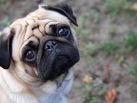 Pug!! Pug!!
