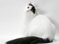 Turkish Van Turkish Van