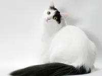Turkish Van Turkish Van