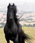 Black Black