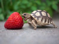 turtles turtles