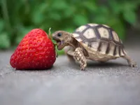 turtles turtles