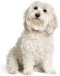Maltese Maltese