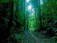 Russian Forest Russian Forest