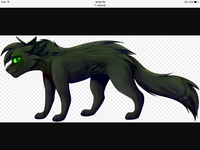 Hollyleaf Hollyleaf