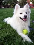 dog dog
