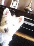 Scottish Hyland Terrier Scottish Hyland Terrier