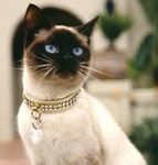 Siamese! Siamese!
