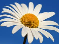 daisy daisy