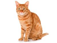 cat cat