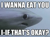 Shark Shark