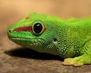 Lizards Lizards