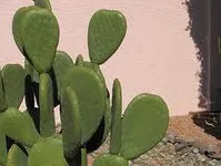 Me is a smooth cactus yay smooth! Me is a smooth cactus yay smooth!