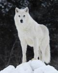 white wolf white wolf