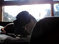 Boofa the boxer is his face guilty?? Boofa the boxer is his face guilty??