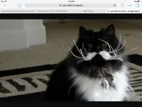 Dis little kitteh Dis little kitteh